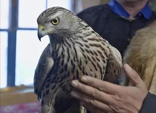 绑鹰视频,揭秘绑鹰视频背后的惊险瞬间