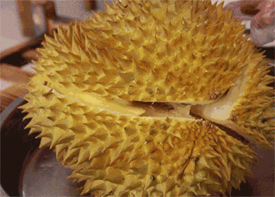 如何开榴莲视频